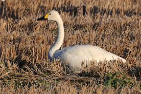 Attēlu rezultāti vaicājumam “Cygnus columbianus”