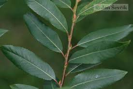 Attēlu rezultāti vaicājumam “Salix triandra leaf”