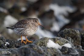 Attēlu rezultāti vaicājumam “Calidris maritima”