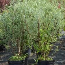 Attēlu rezultāti vaicājumam “Salix rosmarinifolia”