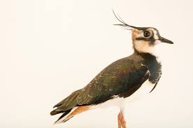 Attēlu rezultāti vaicājumam “Vanellus vanellus”