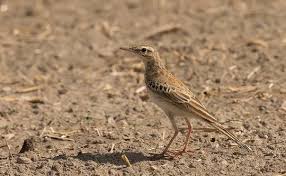 Image result for Anthus campestris