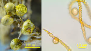 Attēlu rezultāti vaicājumam “Fuligo gyrosa plasmodium”