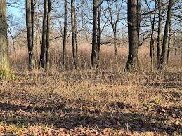 Attēlu rezultāti vaicājumam “Hordelymus europaeus leaf”