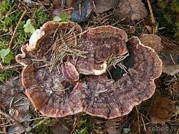 Attēlu rezultāti vaicājumam “Heterobasidion parviporum”