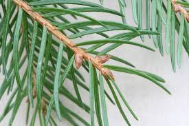 Attēlu rezultāti vaicājumam “Picea abies fo. virgata leaf”