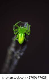 Attēlu rezultāti vaicājumam “Micrommata virescens”