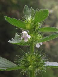 Attēlu rezultāti vaicājumam “Galeopsis tetrahit”