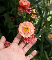 Image result for Helichrysum bracteatum
