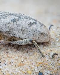 Attēlu rezultāti vaicājumam “Cleonis pigra”