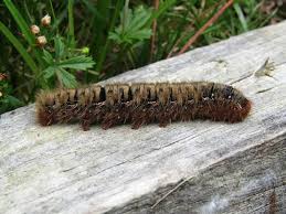 Attēlu rezultāti vaicājumam “Lasiocampa quercus”