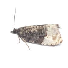 Attēlu rezultāti vaicājumam “Hedya nubiferana”