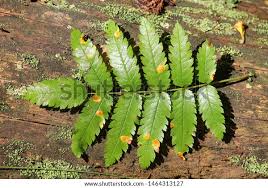 Attēlu rezultāti vaicājumam “Gymnosporangium cornutum”