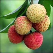 Image result for Litchi chinensis