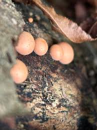 Attēlu rezultāti vaicājumam “Lycogala cf. fossiculatum young”