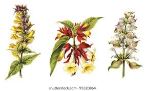 Attēlu rezultāti vaicājumam “Melampyrum nemorosum leaf”