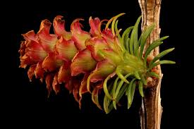 Attēlu rezultāti vaicājumam “Larix decidua flower”