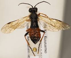 Attēlu rezultāti vaicājumam “Tenthredo mandibularis”