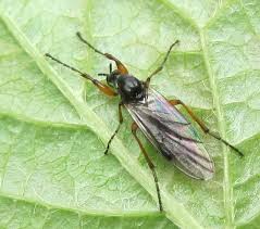 Attēlu rezultāti vaicājumam “Bibionidae female”