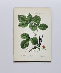 Attēlu rezultāti vaicājumam “Rubus saxatilis leaf”