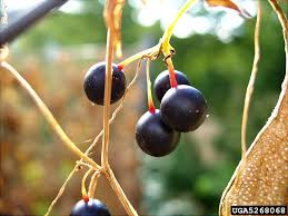 Attēlu rezultāti vaicājumam “Bryonia alba fruit”