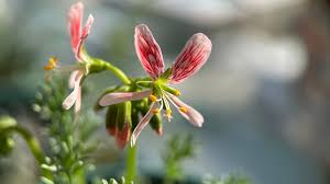 Attēlu rezultāti vaicājumam “Geraniaceae”