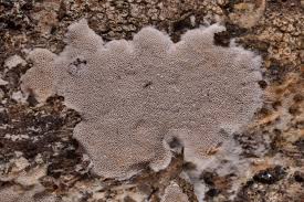 Attēlu rezultāti vaicājumam “Elmerina caryae”