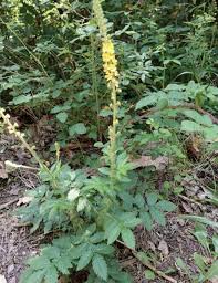 Image result for Agrimonia eupatoria