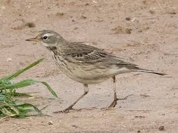 Image result for Anthus spinoletta