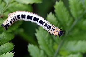 Attēlu rezultāti vaicājumam “Abraxas grossulariata larva”