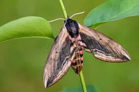 Attēlu rezultāti vaicājumam “Sphinx ligustri”