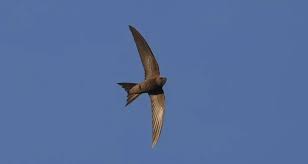 Attēlu rezultāti vaicājumam “Anser brachyrhynchus adult”