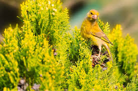 Attēlu rezultāti vaicājumam “Chloris chloris female”