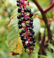 Attēlu rezultāti vaicājumam “Phytolaccaceae”