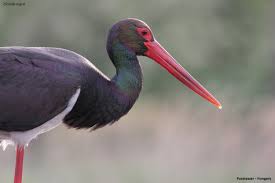 Attēlu rezultāti vaicājumam “Ciconia nigra”