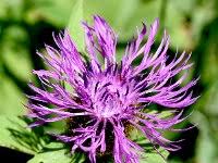 Image result for Centaurea pseudophrygia