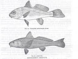 Image result for Menticirrhus americanus