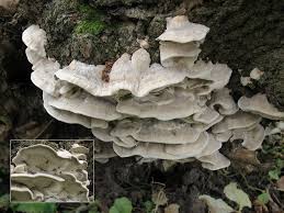 Attēlu rezultāti vaicājumam “Bjerkandera fumosa”