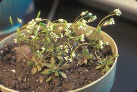 Attēlu rezultāti vaicājumam “Erophila verna flower”
