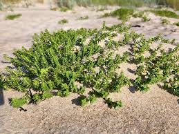 Attēlu rezultāti vaicājumam “Honckenya peploides fruit”