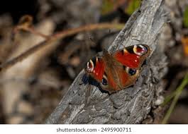 Attēlu rezultāti vaicājumam “Inachis io upperside”