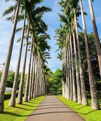 Image result for шри ланка королевский ботанический сад