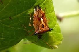 Attēlu rezultāti vaicājumam “Elasmucha ferrugata”