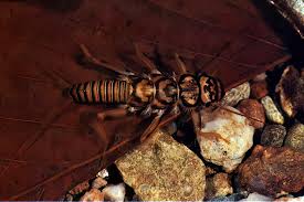 Attēlu rezultāti vaicājumam “Macrosteles nymph”