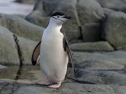 Image result for penguin