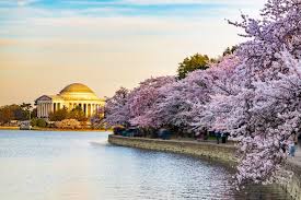 Image result for "cherry blossom" washington