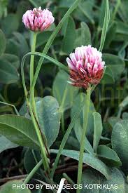 Attēlu rezultāti vaicājumam “Trifolium fragiferum flower”