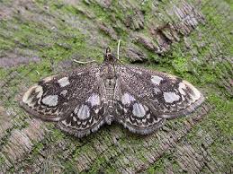 Attēlu rezultāti vaicājumam “Anania coronata”