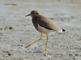 Image result for Vanellus leucurus