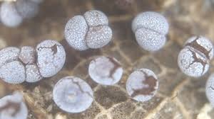 Attēlu rezultāti vaicājumam “Physarum confertum”